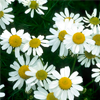 Chamomile extract - Neoveris Composition 